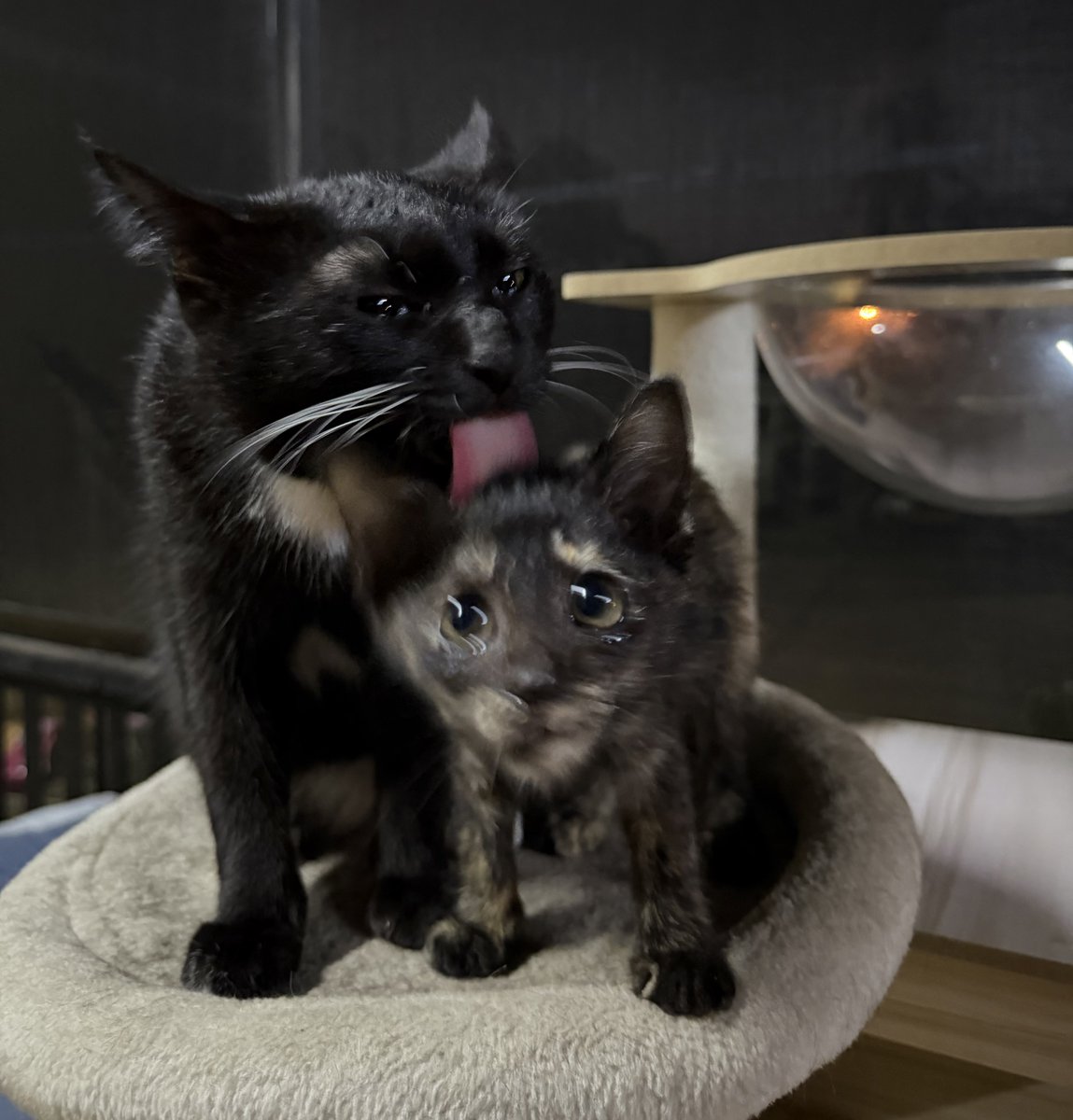 มันจะน่ารักเอานะคะ 🥺