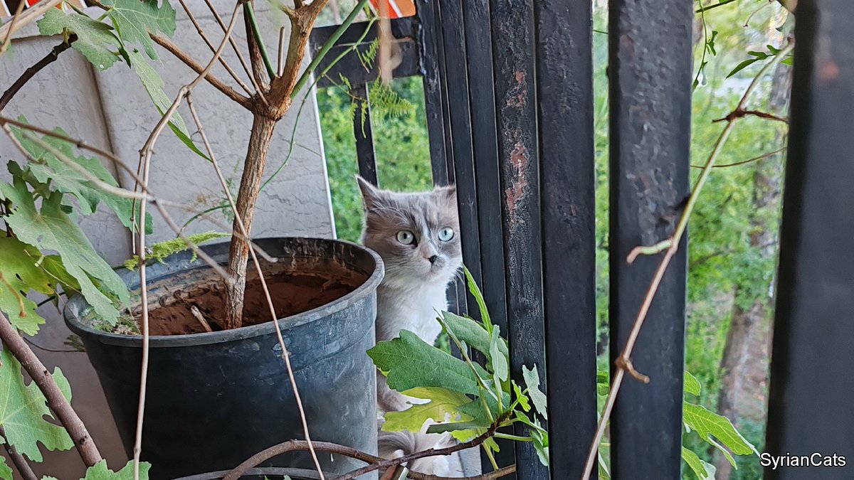 Syrian Cats tweet media