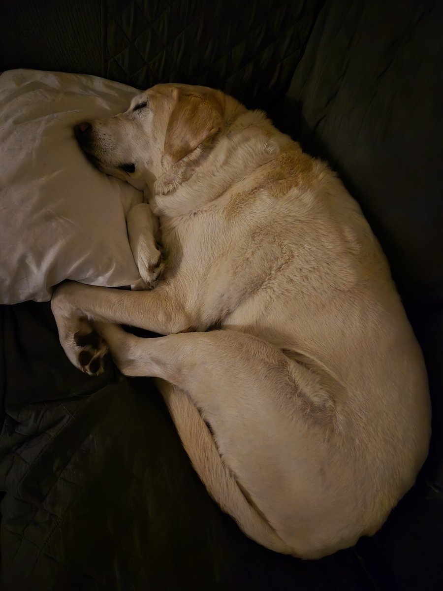 My boy Stanley is fighting cancer.  I sure would be much obliged if everyone could send up some prayers!