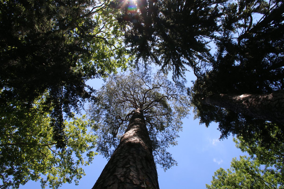 Adam Treeshepherd Rutsch tweet media