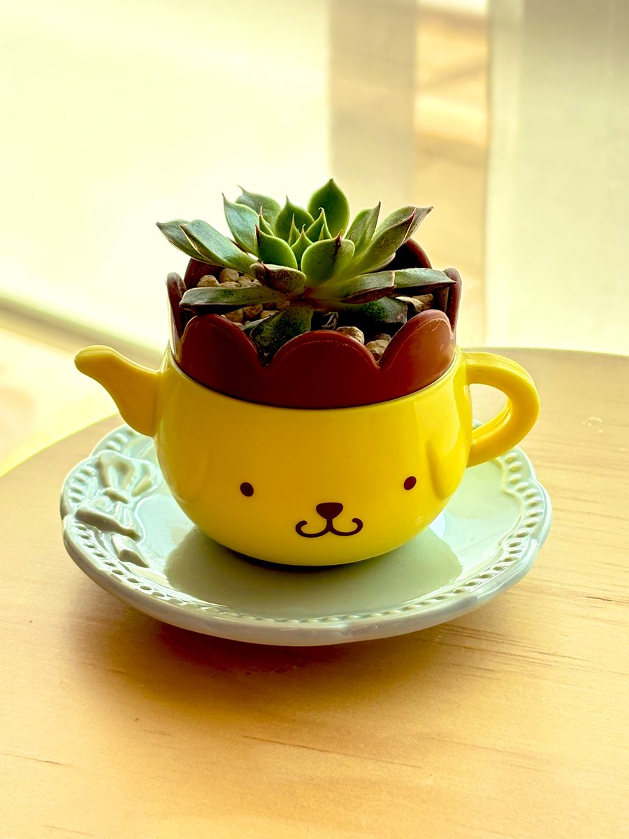 rrriesyon's tweet photo. ハッピーセットでもらったポムポムプリンの小物入れの底をドリルで穴開けて百均の多肉入れてみたんだけどかわいくて満足 https://t.co/RVPIHz5Ffi