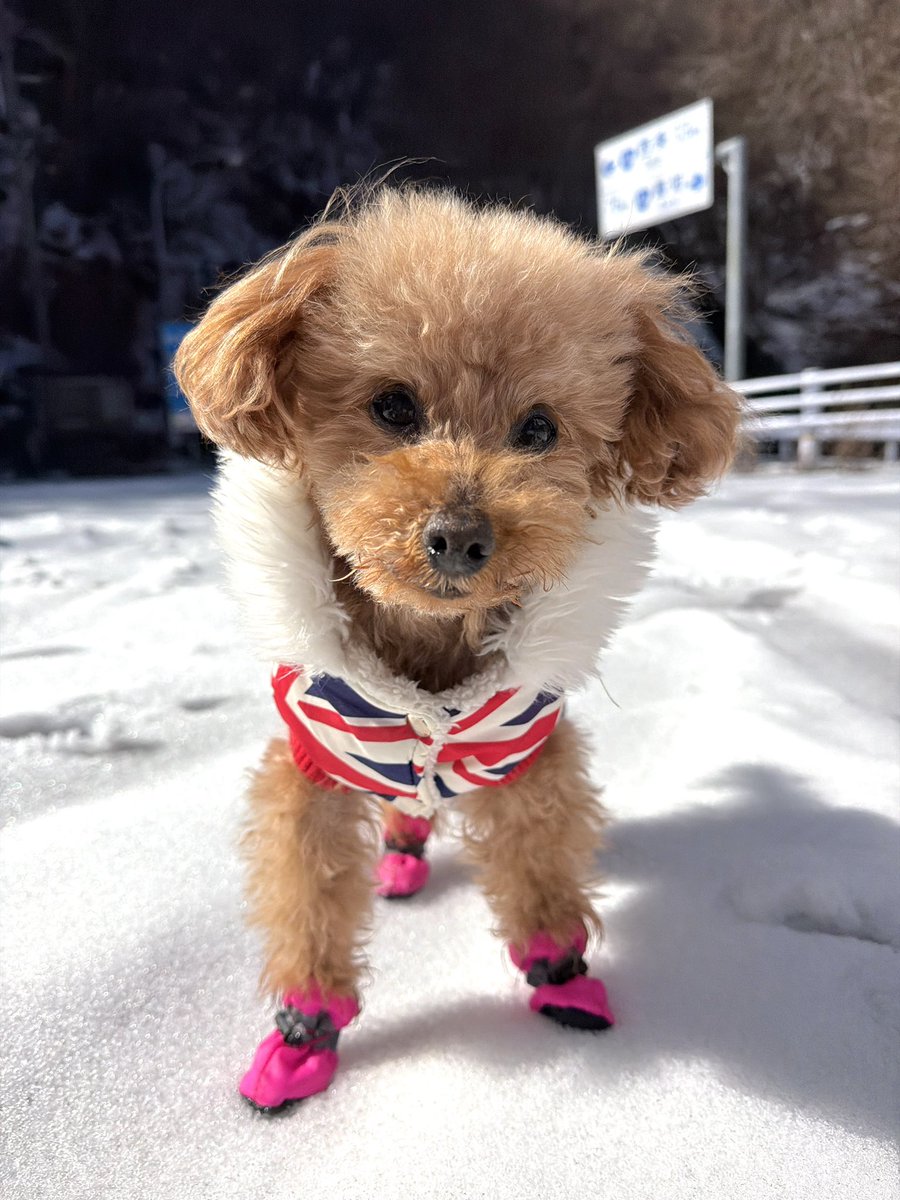 トイプー13歳シニア犬⭐︎ここあ tweet media