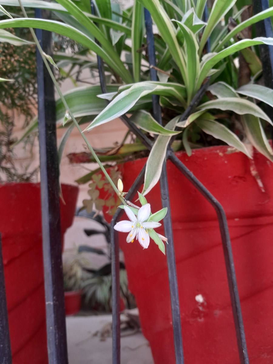 bts_deprived's tweet photo. #FlowerForHobi #Hobiuary #HopeMonth https://t.co/LxbkQvUuiU