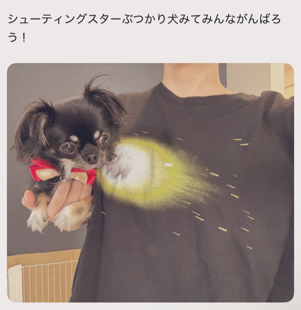 うちの犬ちゃん(ちわわ) (@chikuwa__chan) / Posts / X