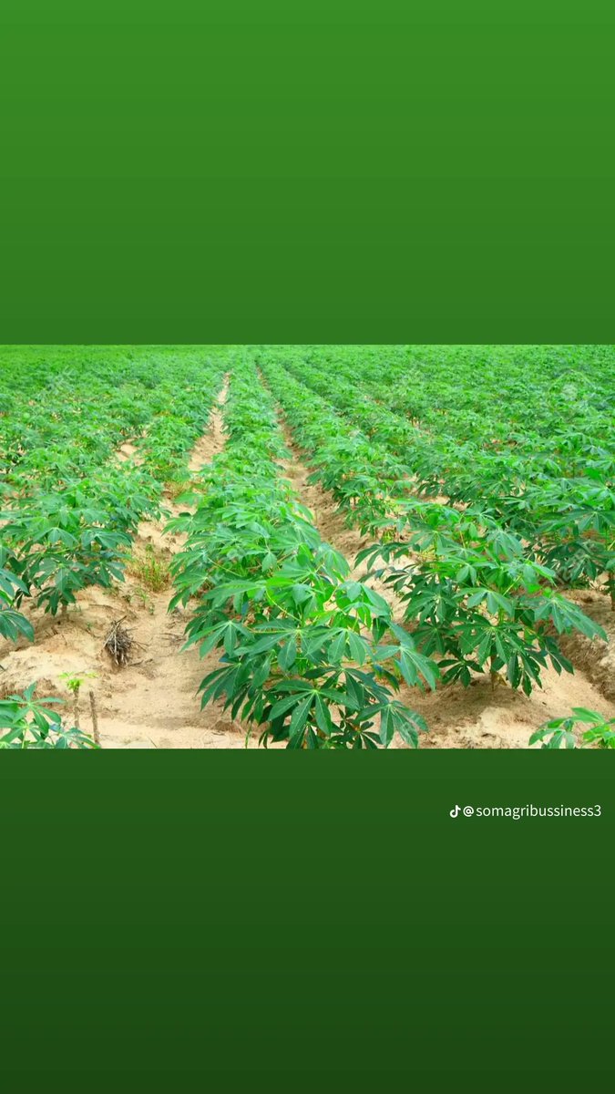 Quick summary for selecting cassava varieties:

Match the variety to purpose (food, starch, or feed).
Choose high-yielding, disease- and pest-resistant types.
Consider maturity, adaptability, and storage traits.
Factor in taste, texture, and market preference