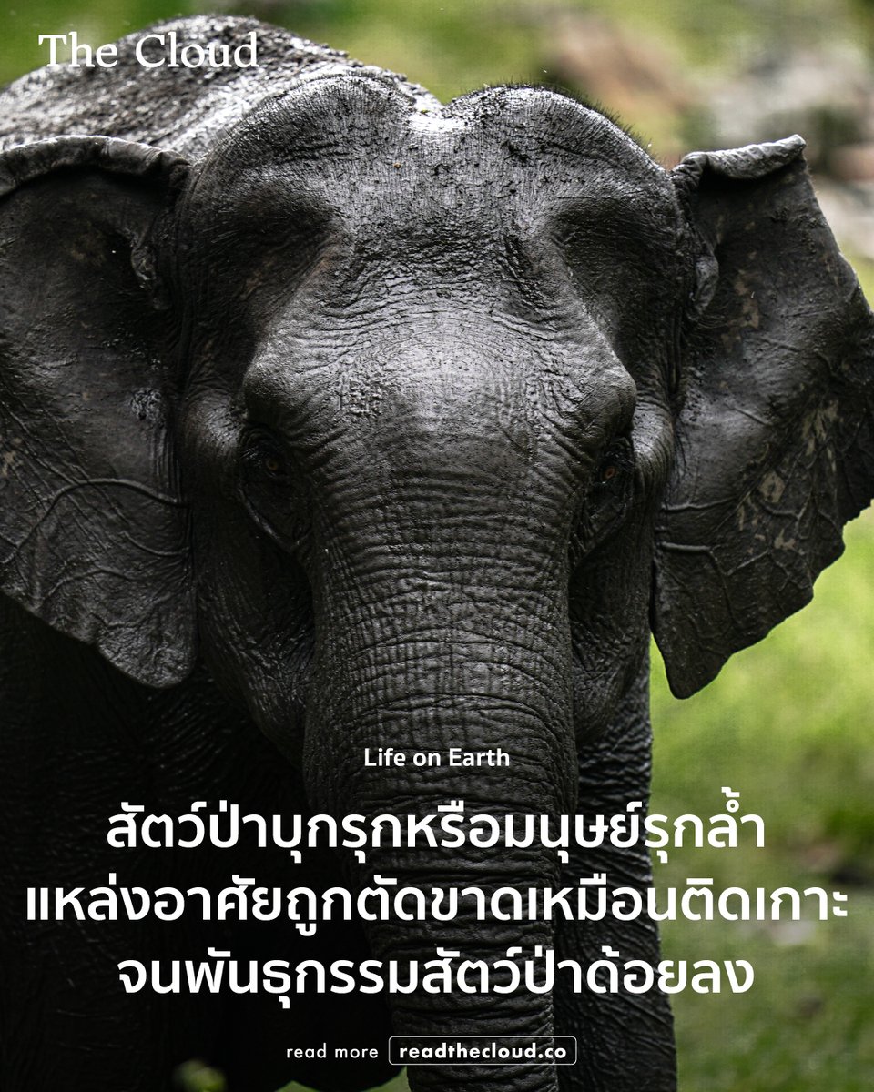 บทความนี้เป็นมากกว่าการเล่าเหตุการณ์ความสูญเสียจากช้างป่าตัวหนึ่ง แต่คือคำชวนให้เรากลับมาตั้งคำถามว่า ระหว่าง ‘สัตว์ป่าบุก’ กับ ‘มนุษย์รุกล้ำ’ ความจริงอยู่ตรงไหน และสมดุลที่กำลังสั่นคลอนเกิดขึ้นจากอะไร

ตาม ม.ล.ปริญญากร วรวรรณ คอลัมนิสต์แห่งคอลัมน์ Life on Earth ไปถอดบทเรียนจาก
