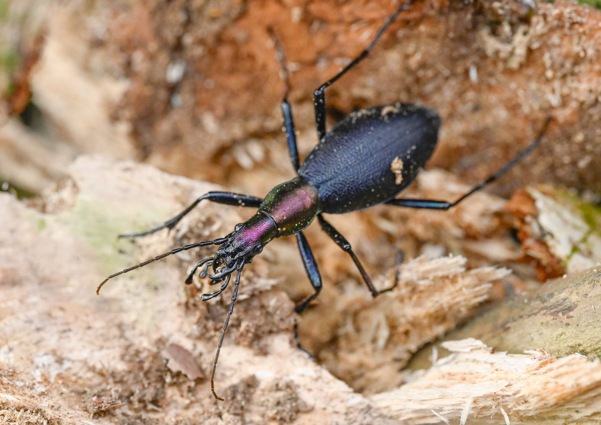 BUGS-DESIGN tweet media