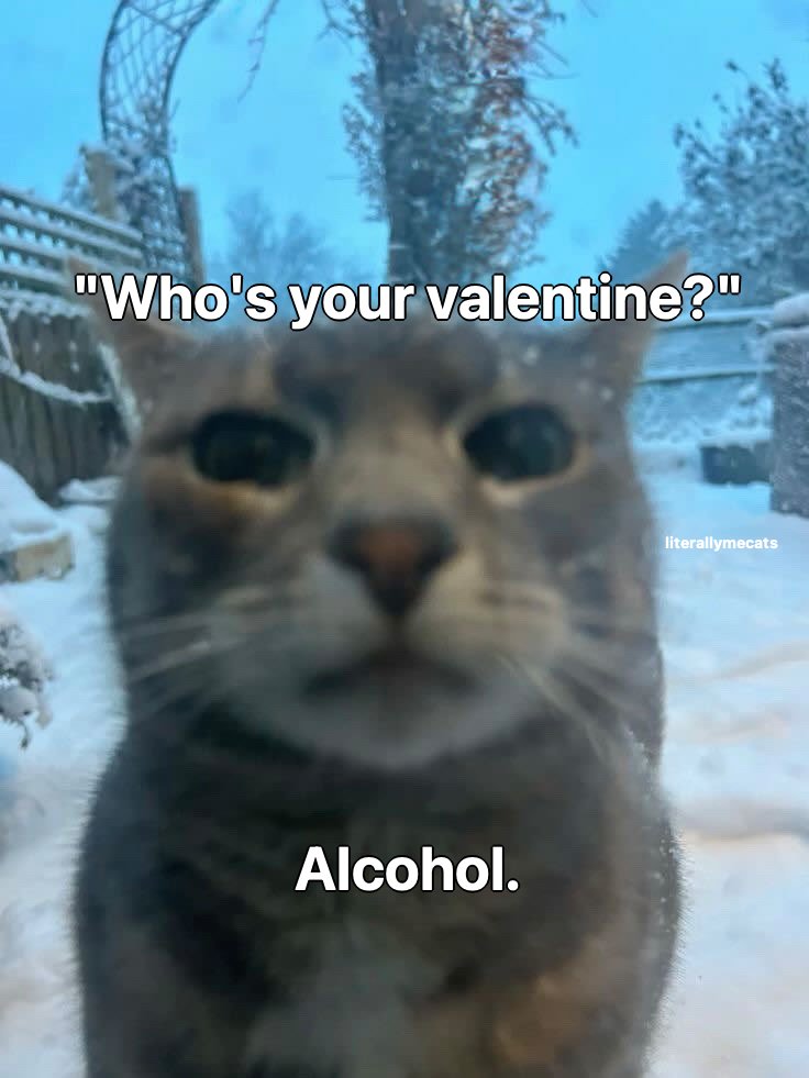 LiterallyMeCats (@literallymecats) on Twitter photo 