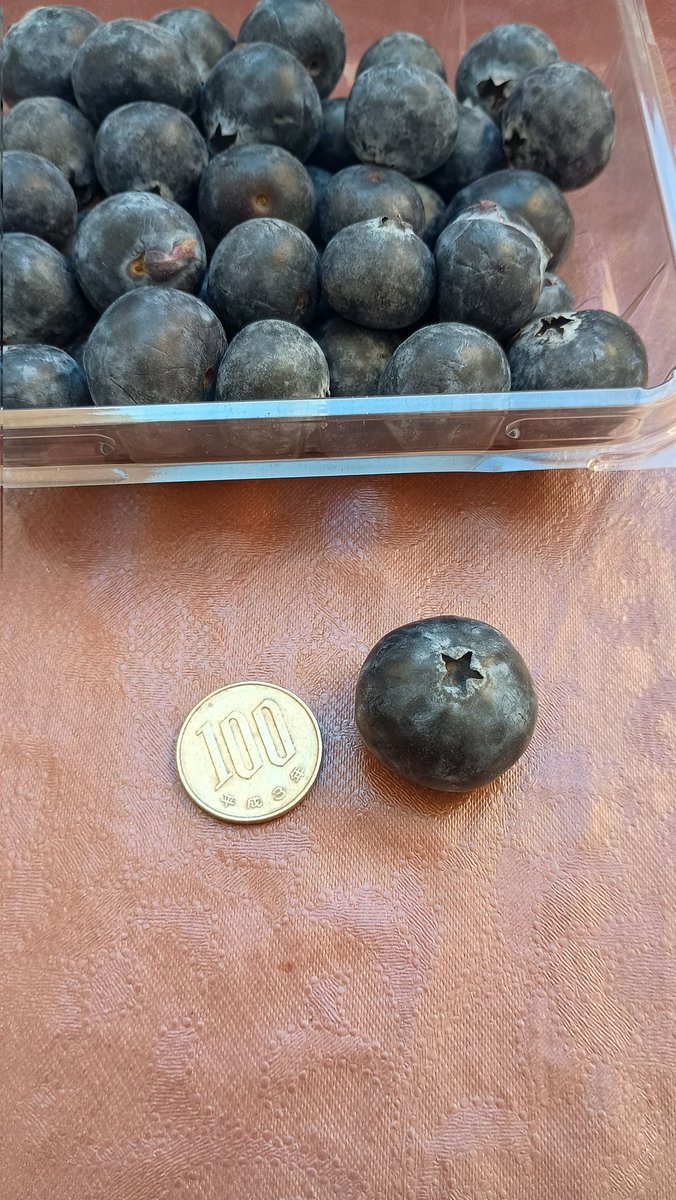 TEPPiNGJAPAN's tweet photo. こんなデッカイブルーベリーを食べたことありますか???

リプにて教えて。

#メキシコ #ブルーベリー https://t.co/GK5Irwm8ja