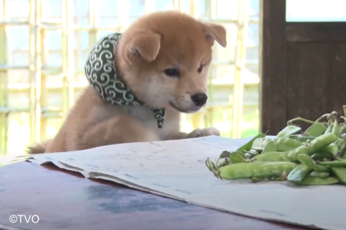 豆助 -Mamesuke- 公式 (@mamesuke_tvo) / Posts / X