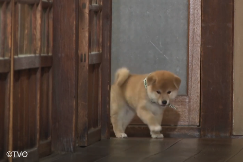 豆助 -Mamesuke- 公式 (@mamesuke_tvo) / Posts / X