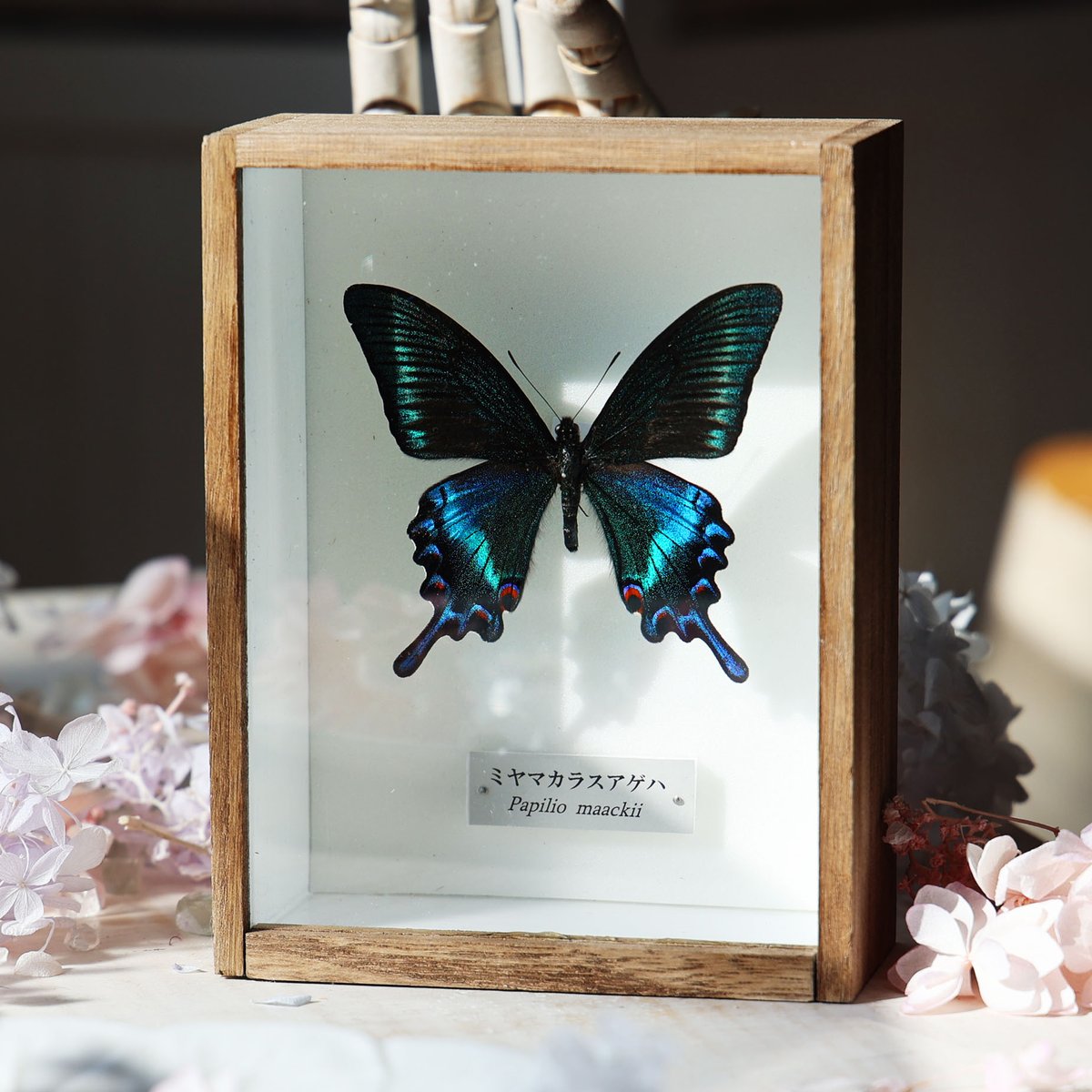 海福雑貨通販部の【蝶標本】に、蝶標本「ミヤマカラスアゲハ」を1点up