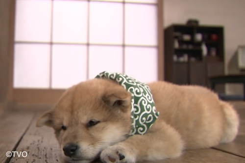 豆助 -Mamesuke- 公式 (@mamesuke_tvo) / Posts / X