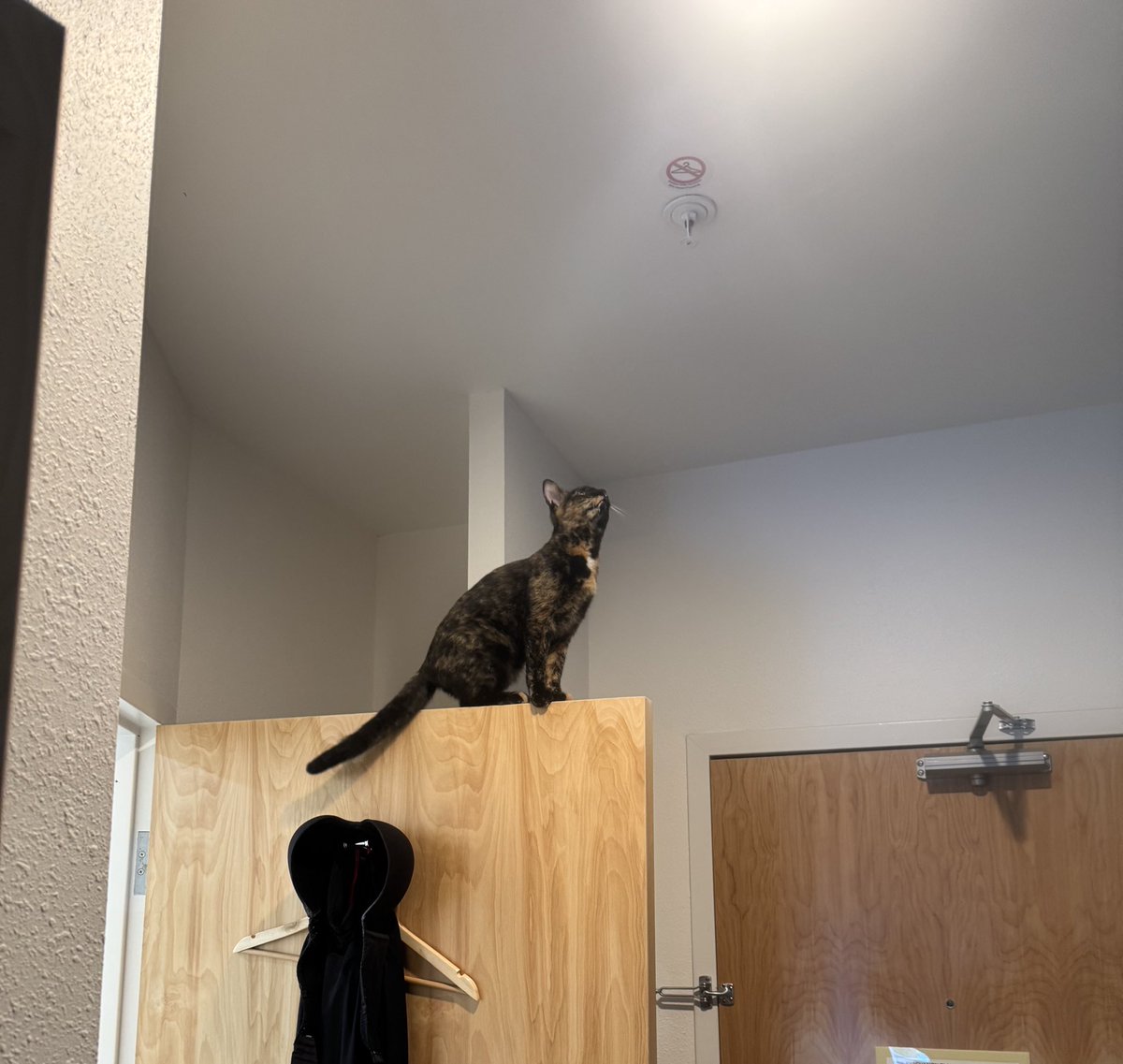 malachlx's tweet photo. standing on a door like why/how https://t.co/d9m5xOZvc2