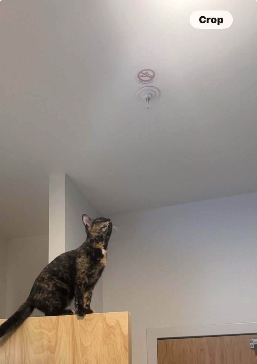 malachlx's tweet photo. standing on a door like why/how https://t.co/d9m5xOZvc2