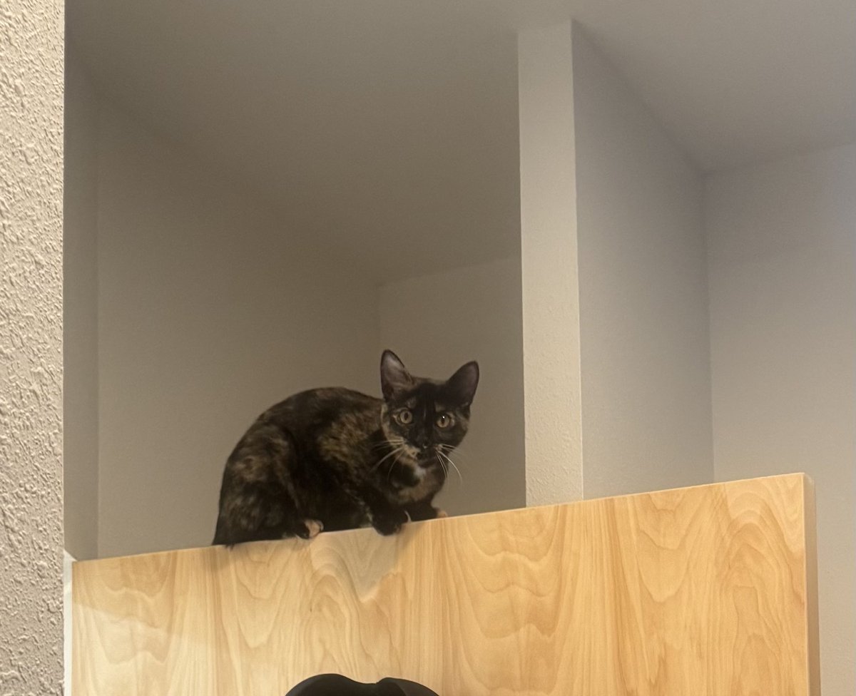 malachlx's tweet photo. standing on a door like why/how https://t.co/d9m5xOZvc2