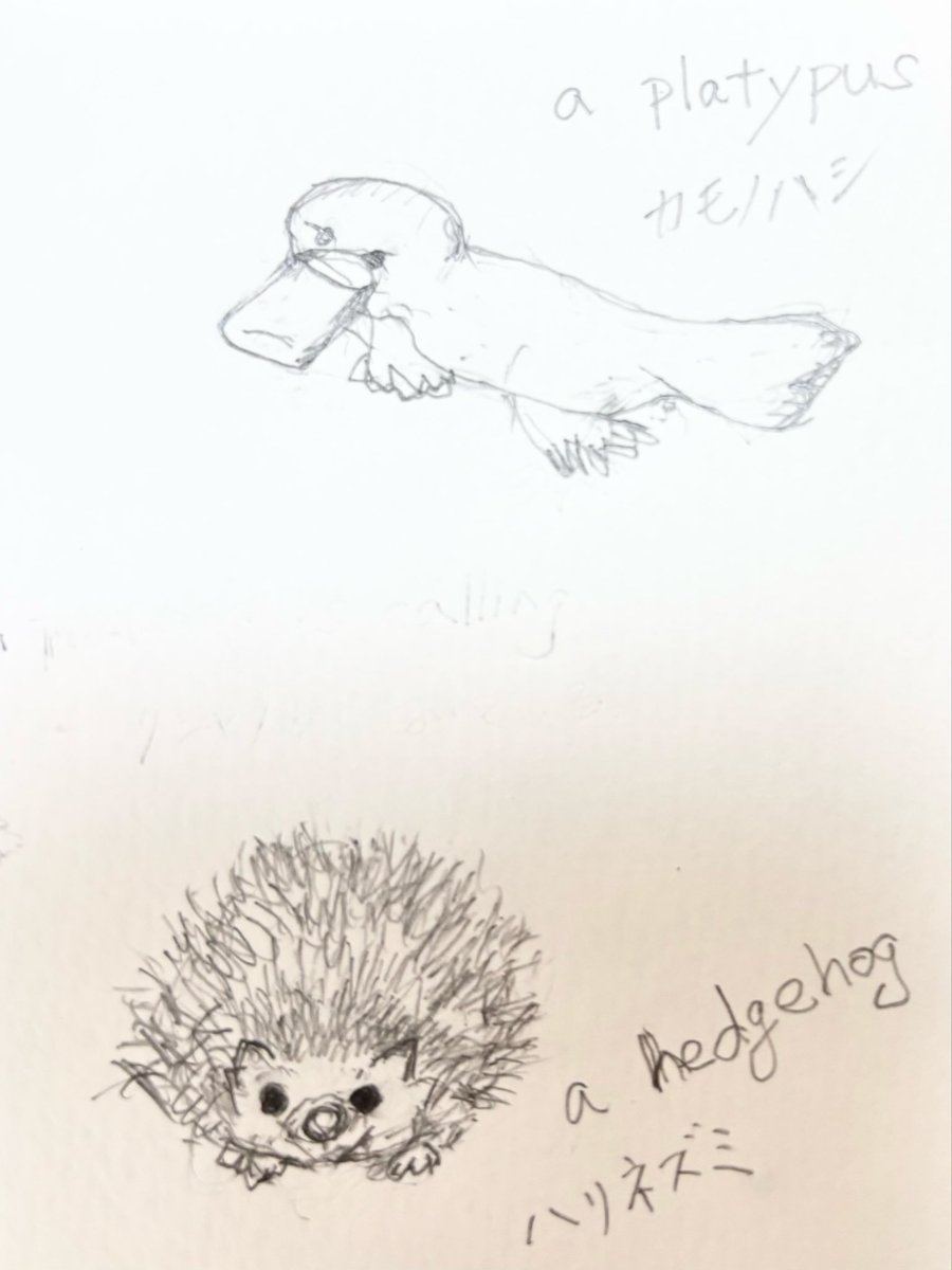 HUHUaile's tweet photo. 手描きのイラストは時代遅れ？
画像取り込んで加工しないとダメなんでしょうか？

手描き好きなんだけど❤️
板書で使っている
スライド授業より板書の私

#手書きイラスト#ハリネズミ#カモノハシ https://t.co/WGfVFg9WTx