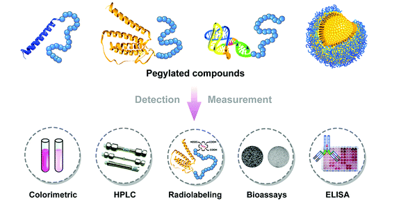 Creative Diagnostics have produced a set of specific anti-PEG monoclonal antibodies. These antibodies have been validated to work in various types of immunoassays and can be supplied as high quality research tools... View more: creative-diagnostics.com/news-anti-peg-…
