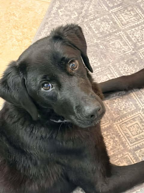 Collette #5 is a sweet, friendly 1 yr old lab weighing 45 lbs. She gets along with all dogs, is crate and house trained and sits on command. She is treat motivated and equally loves to play and cuddle.
petfinder.com/dog/collette-5…