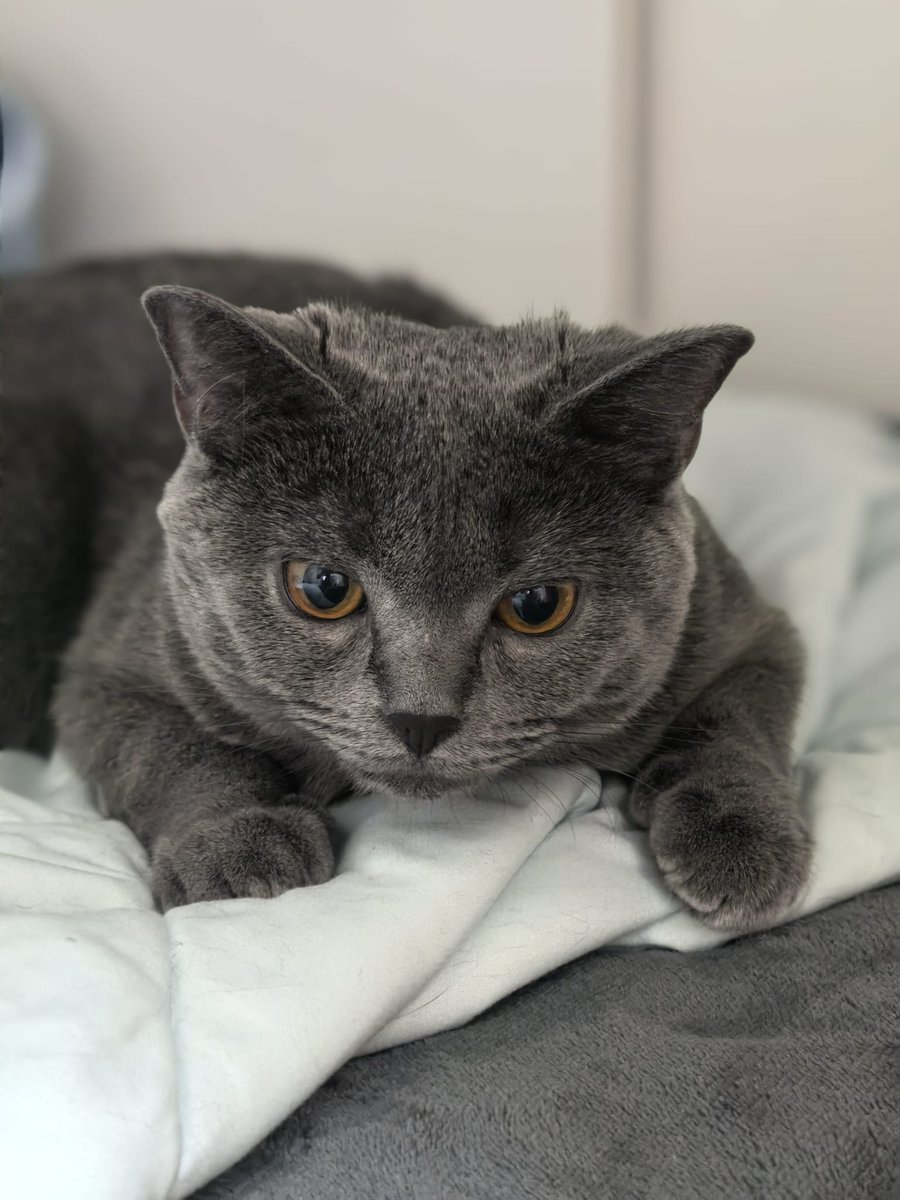 Today!!! 13/2/2026 HKT10:00pm 
Valentine karaoke 🎤 
(youtube.com/live/J2u_8RaD6…)
#YouTuber #cat