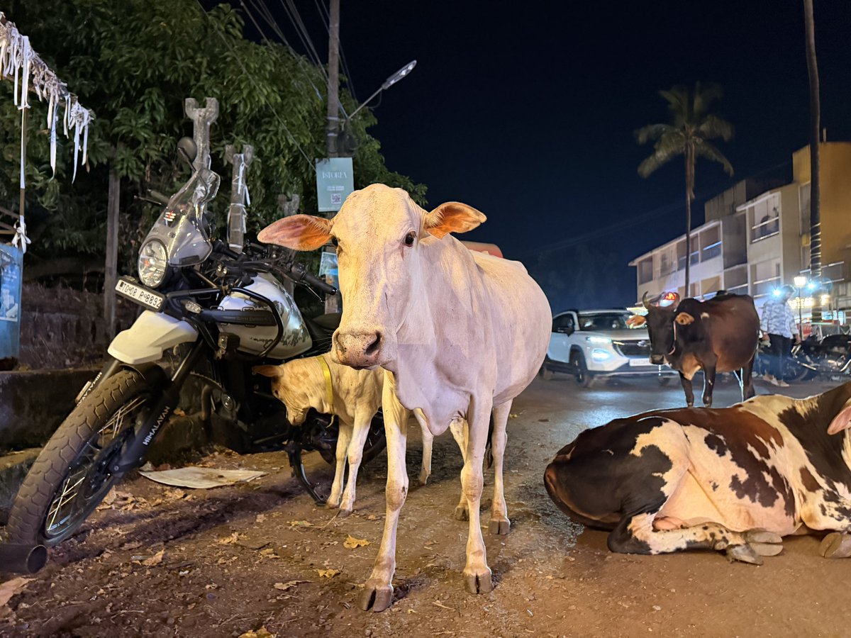 ロイヤルエンフィールド湘南WEST tweet media