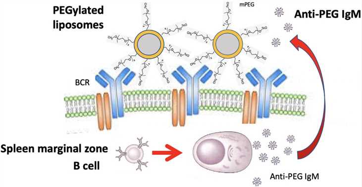 Creative Diagnostics provides ELISA kits for measurement of free and conjugated PEG as well as ELISA kits for detection of anti-PEG IgM and IgG in mouse, rat, monkey, and human serum or plasma. These assay kits are useful...Read more: creative-diagnostics.com/news-anti-peg-…