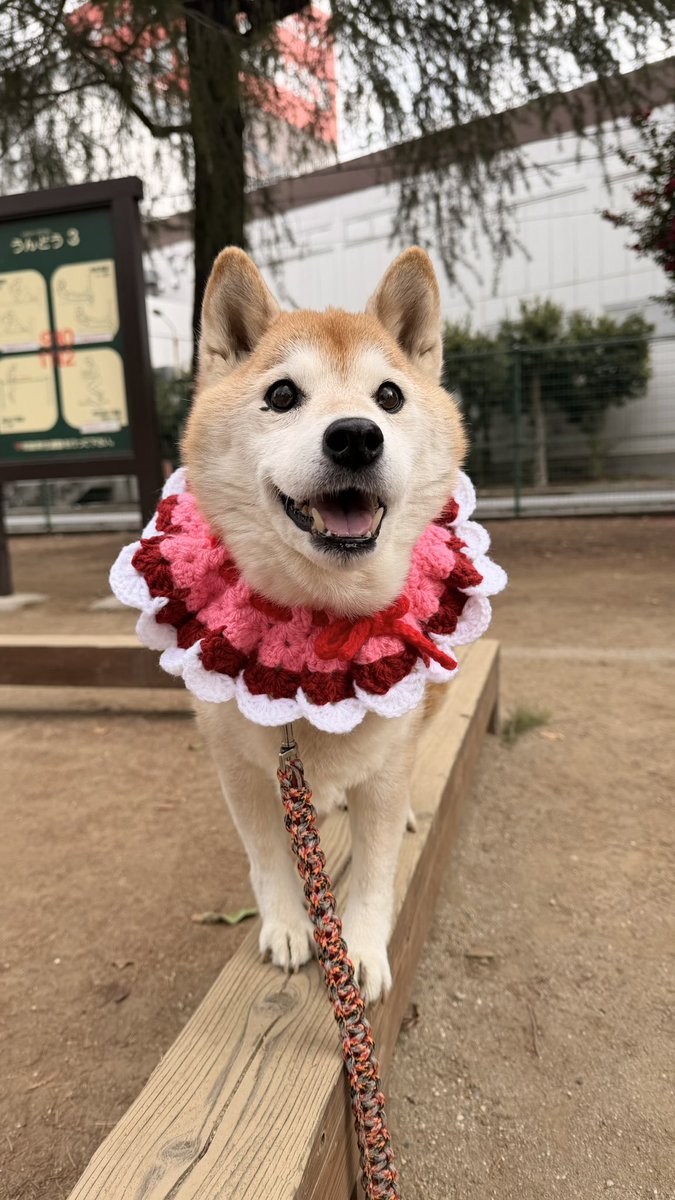 柴犬ハナ (@87shiba87) / Posts / X