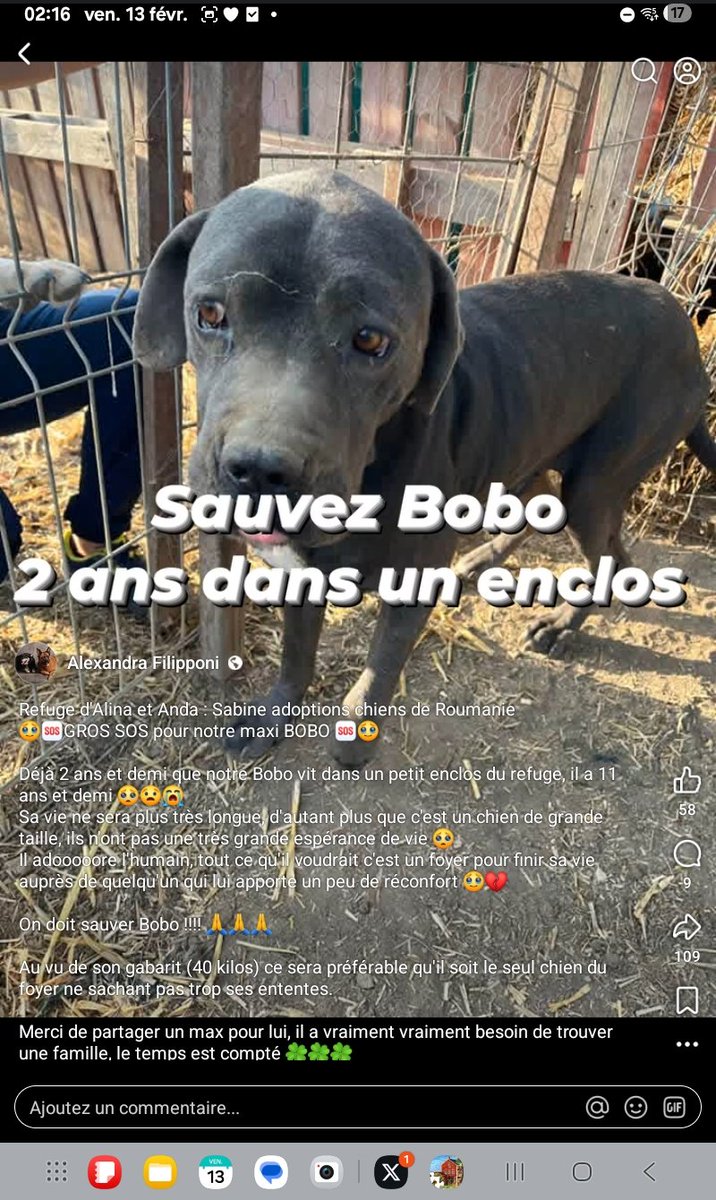 🇫🇷 MIDY Rosamonde 🇫🇷🐕📸🌕⭐️ tweet media