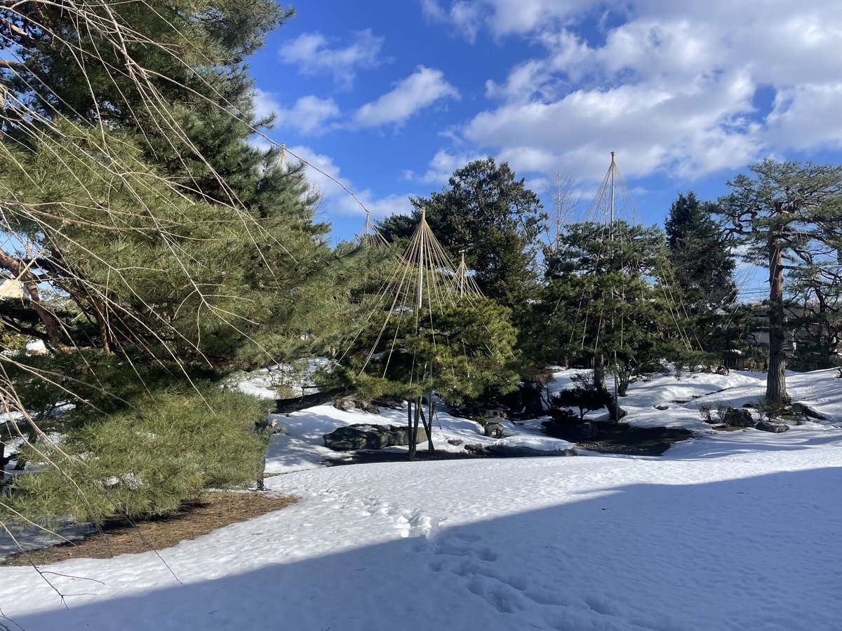 今朝は、雪の中の旧秋田藩主佐竹氏別邸
如斯亭さんの庭園に街歩きできております

雪吊りの風景も美しいですね❄️

晴れてよかったです☀️