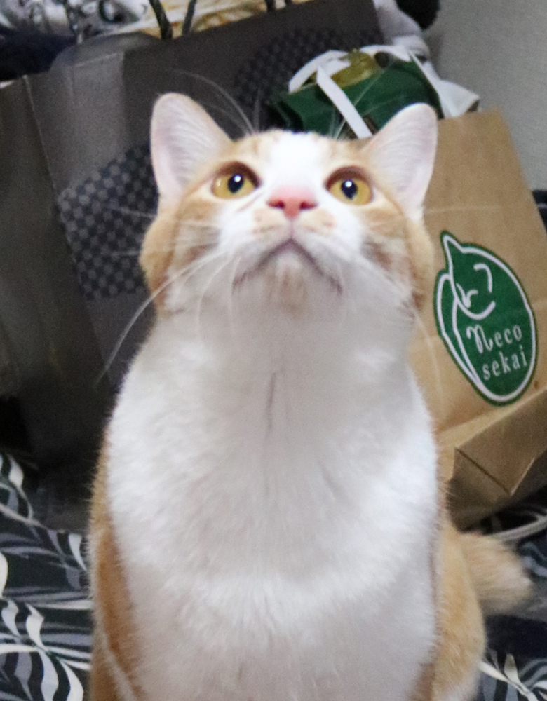 🐱真剣な顔の可愛いへの字口🐈👄🤭
homesha.co.jp/products/items…
#れんコテ #柴田亜美 #煉と虎徹 #生き物にサンキュー #動物スクープ100
