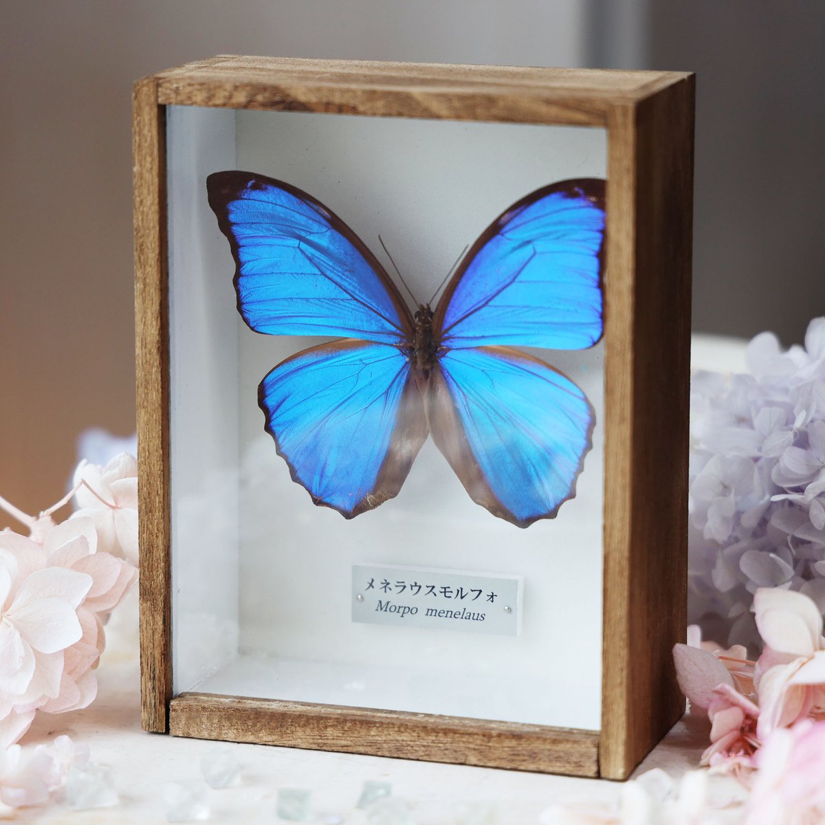 海福雑貨通販部の【蝶標本】に、蝶標本「メネラウスモルフォ」を1点up