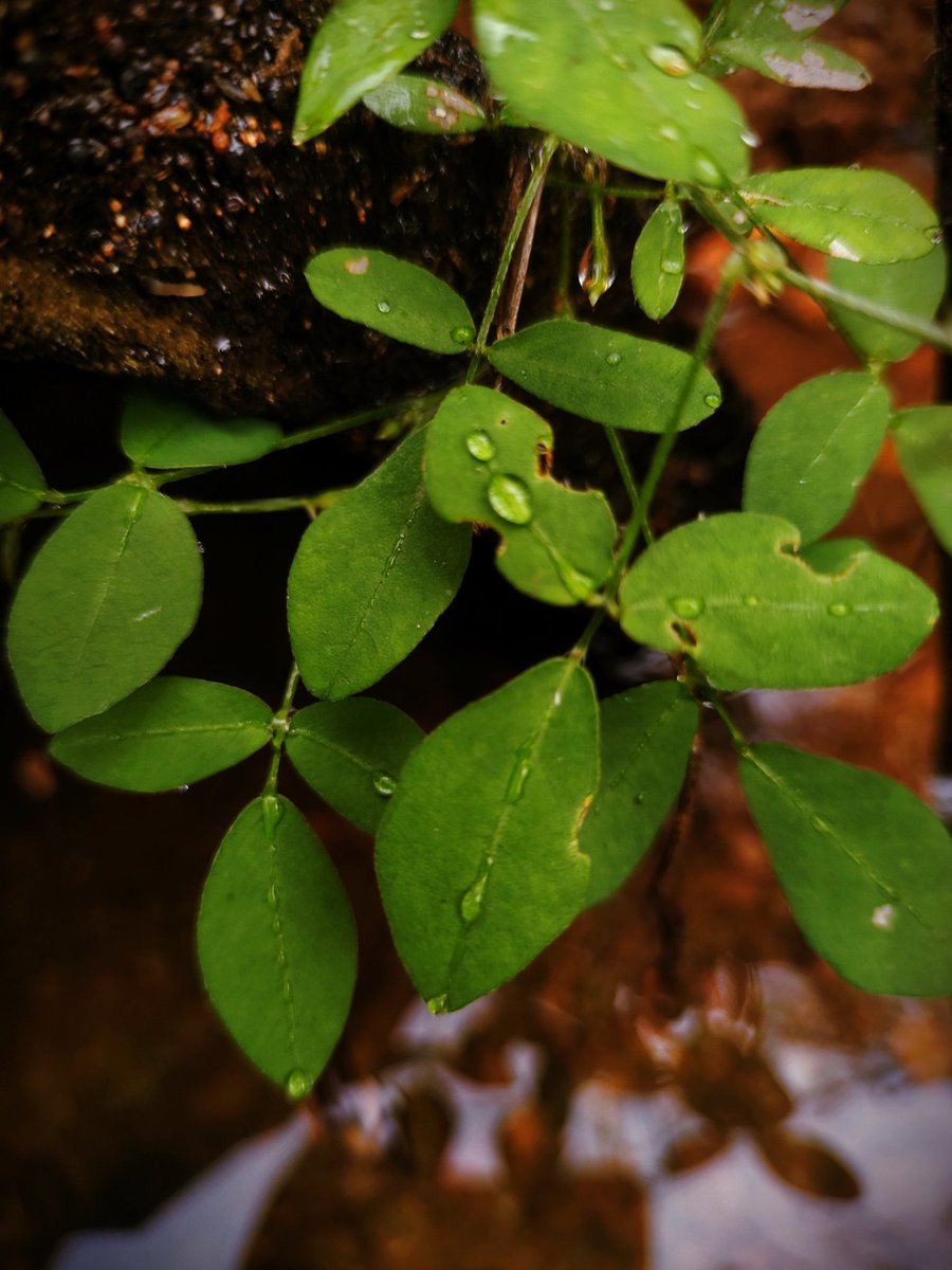 Peaceful village Nature ♥️

#NaturePhotography