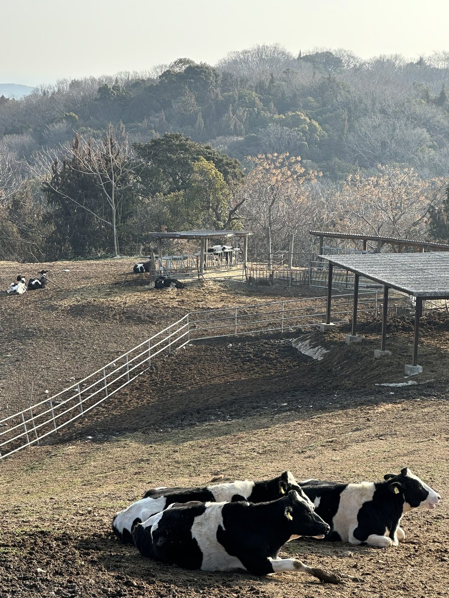 寄り合い行ってくるから、脱走しないで待っててね🐮

#牛乳でスマイルプロジェクト