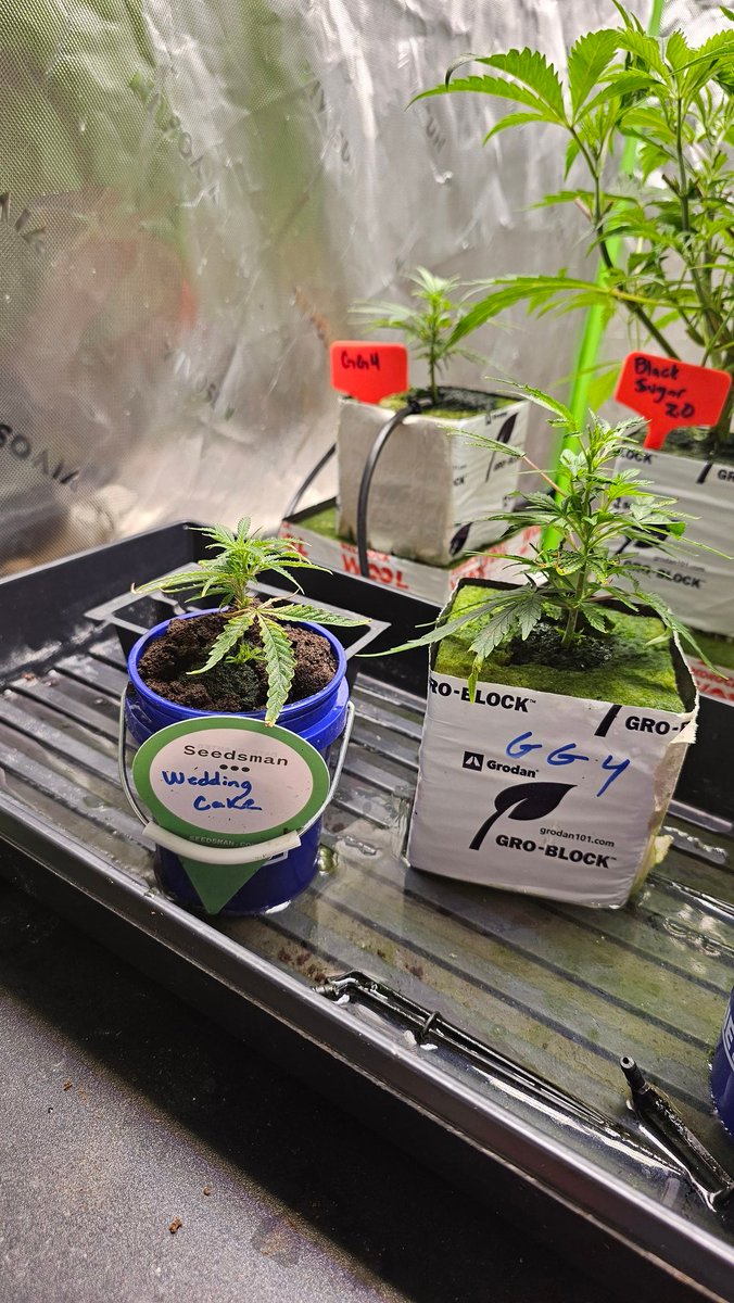 BloomLab420 tweet picture