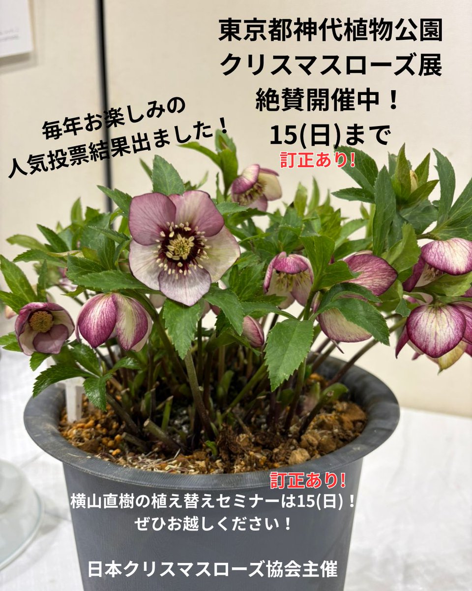 横山園芸 公式 (@YokoyamaNursery) / Posts / X