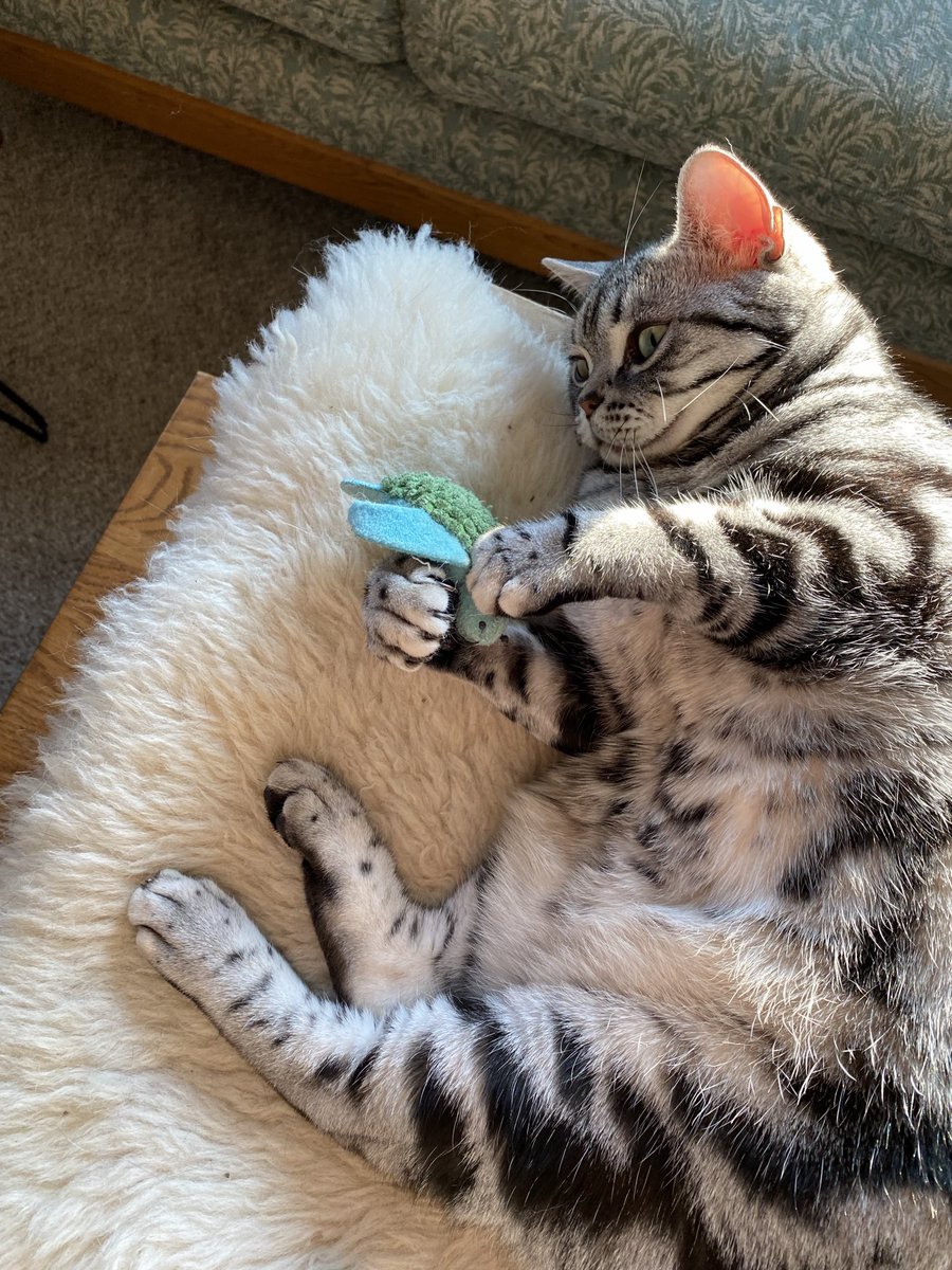 Katie’s favorite toys is this little turtle.