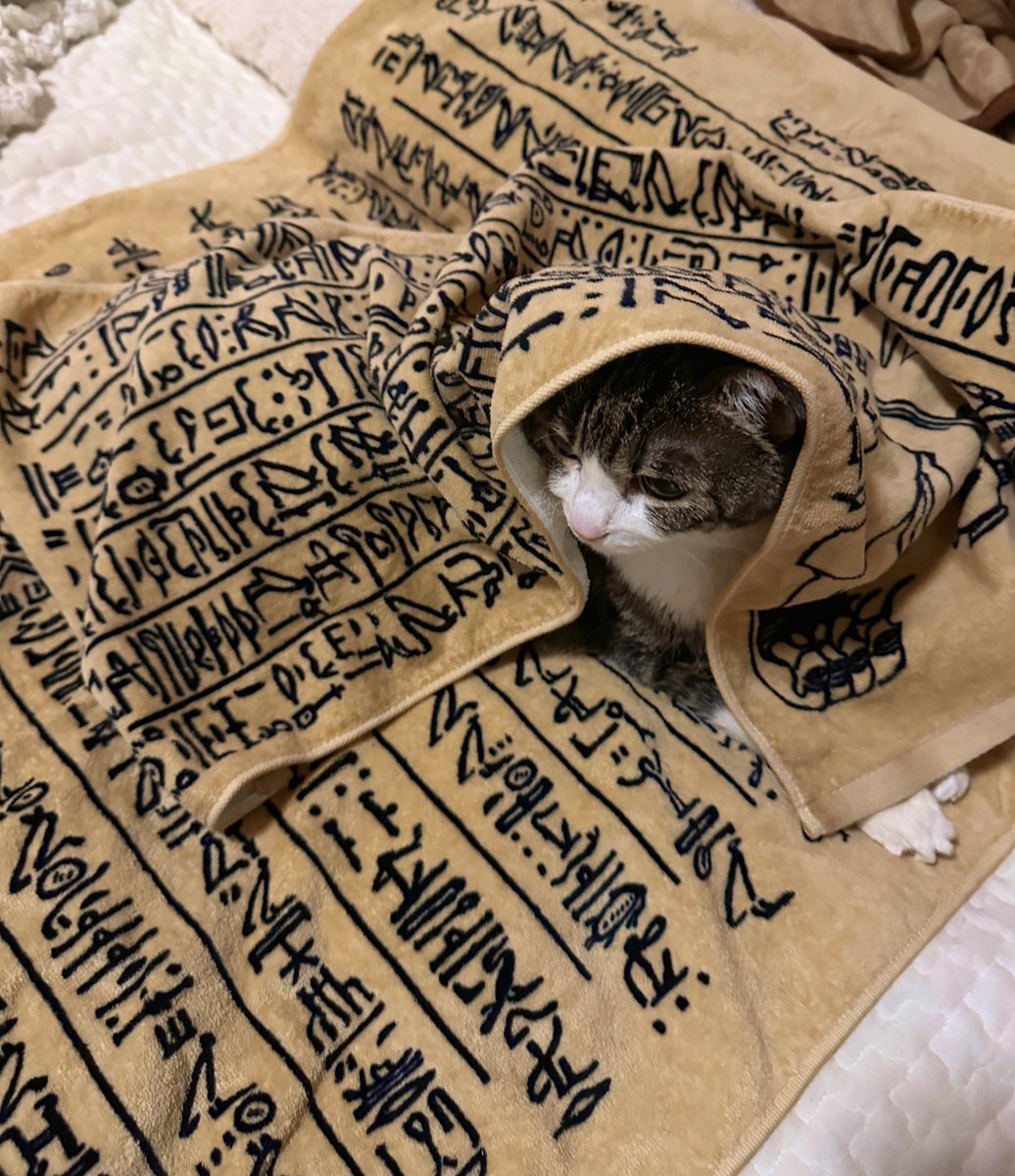 おっと？！また猫を連れ出そう企画？！リード着用で撮影可…？こないだの吊り橋の件、ご存知ないのだろうか😓エジプト展ごっこは家でもできるから！！ネックレス巻くだけでバステト神になれるしヒエログリフタオルも売ってるしエジプトグッズ並べるだけでおうちエジプト展できるから！！