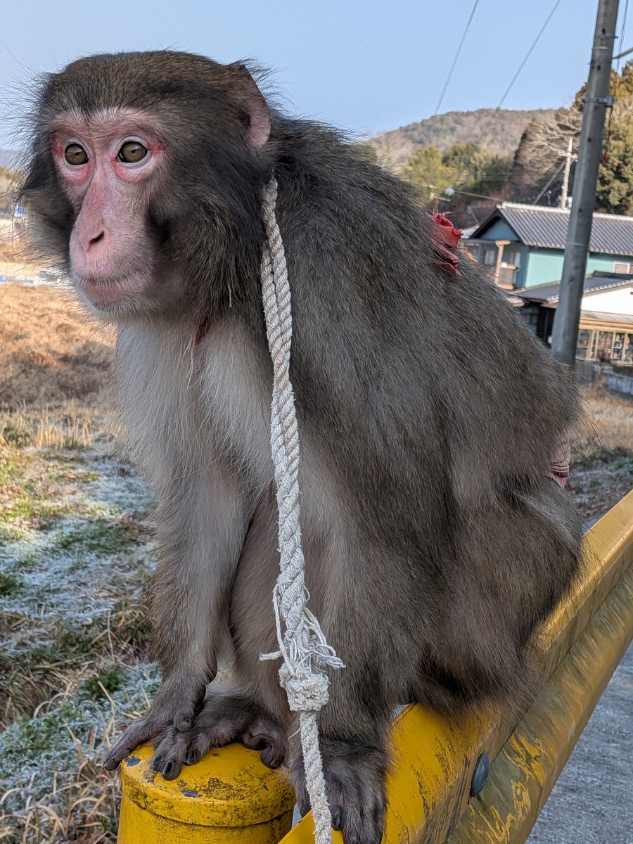 RT @koumurasaki_smz: 何だかんだ言って まだ霜も凍結も 全然ありな