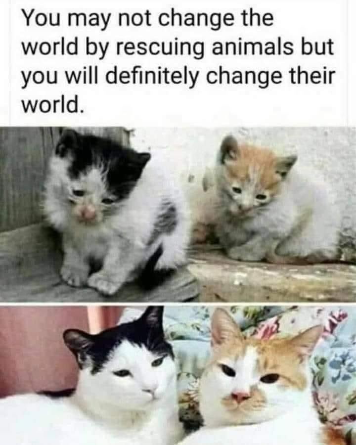 catsnkittys's tweet photo. https://t.co/HX0b0C8HQv