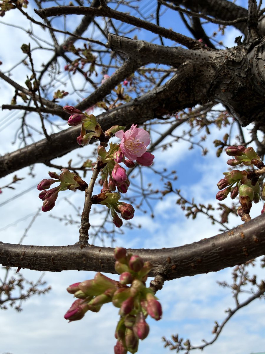 wowca_uttakun's tweet photo. 駐車場の河津桜が咲き始めました🌸
まだ数輪ですが、満開が楽しみです。お近くにお越しの際は、ぜひご覧ください。

今年は桜の開花に合わせてWOWCAカード入金キャンペーンも開催中です。午年の干支マーカーをご用意しております。詳細はポスターをご覧ください。
#WOWCA蕨ゴルフクラブ
#河津桜 https://t.co/wyvU8TE9z4