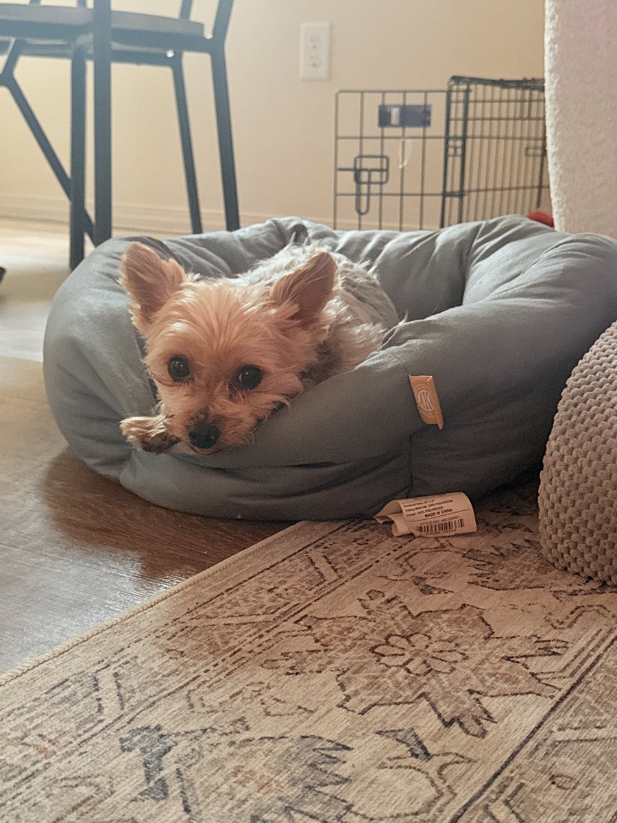 oxtamara's tweet photo. It's official I have a senior dog and he had his first senior inconvenience today poor guy https://t.co/1cfijcu0UV