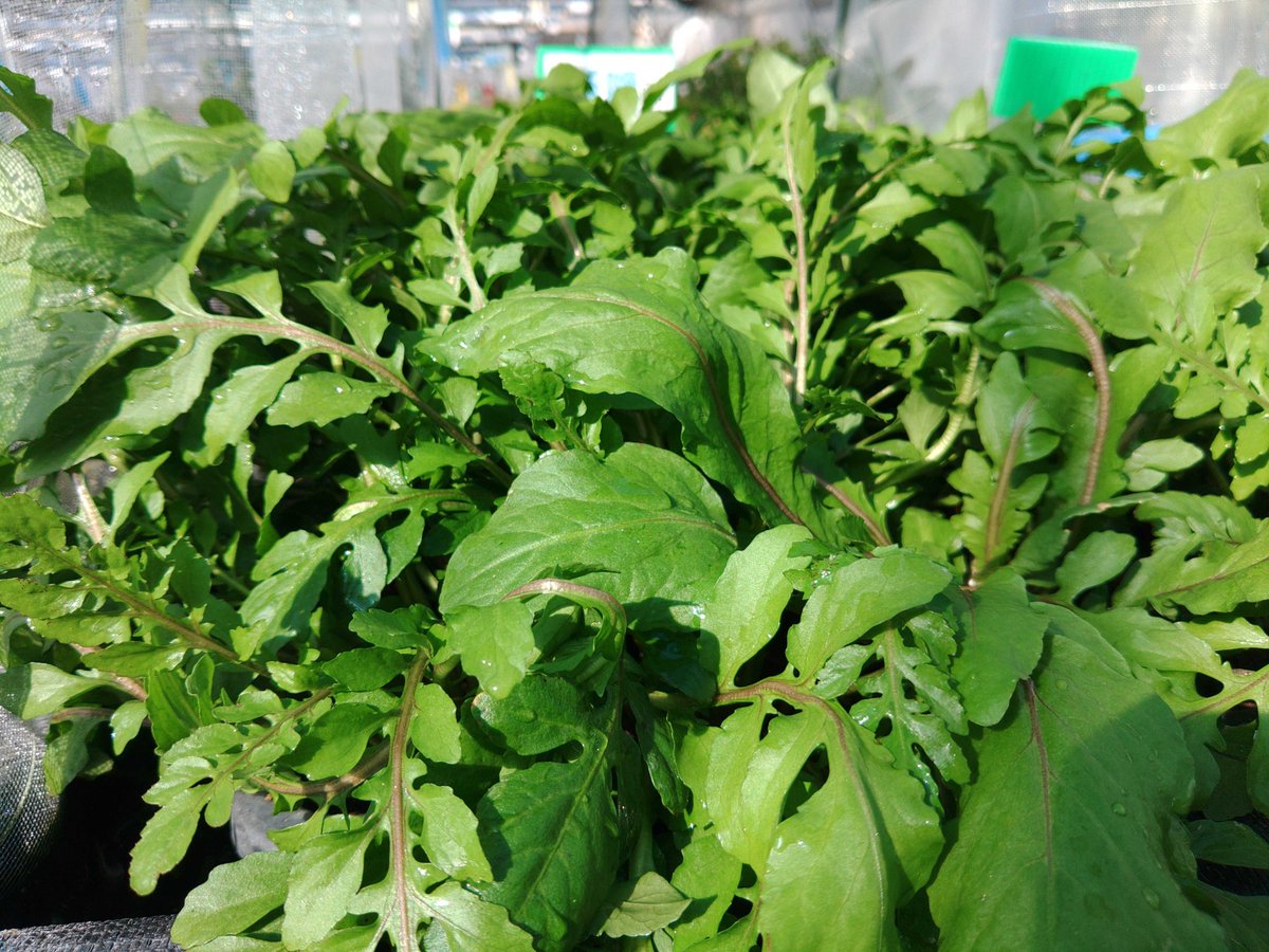 4.04 (@IV404404) / Posts / X