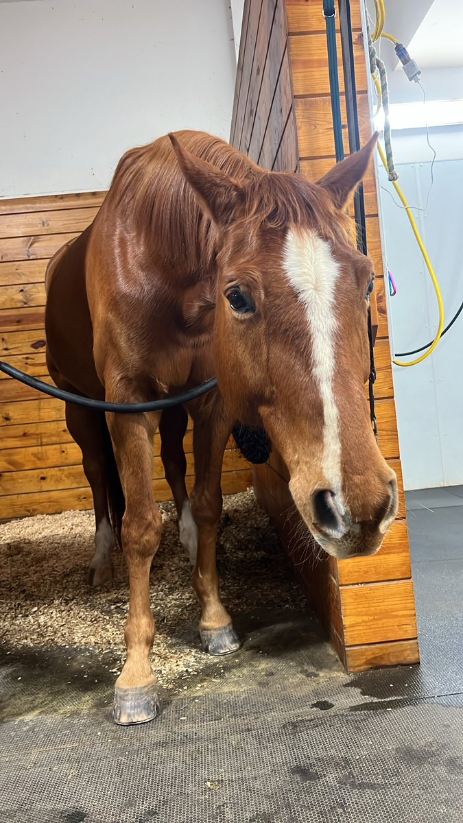 Demi_Ros3's tweet photo. I literally have the cutest horse in the world. https://t.co/sd73RZdMmx