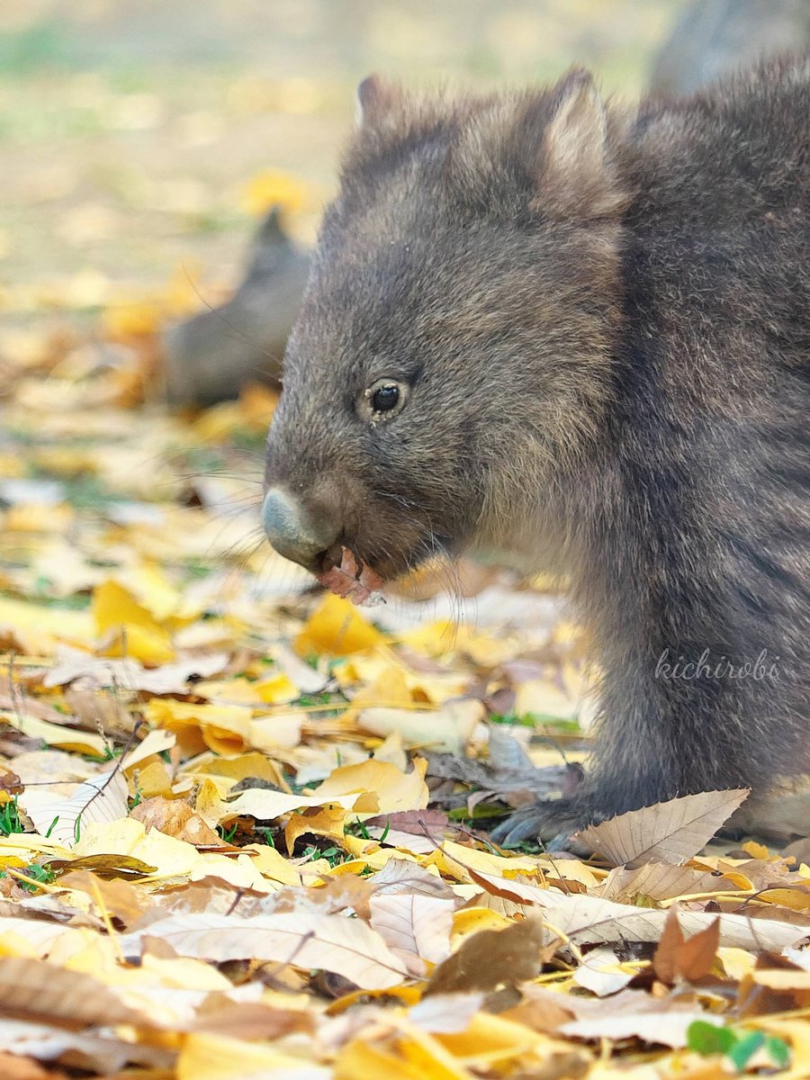 kikichirobin's tweet image. 今日はコウ君の月命日だね
お口に何をくわえてるの？
かわいいなぁ

　#コウ　#コウくん　#kou　#ko #コウ君大好き　#ありがとうコウ君　#五月山動物園 　#池田市　#ウォンバット　　#wombat　#wombatlove　 #satsukiyamazoo