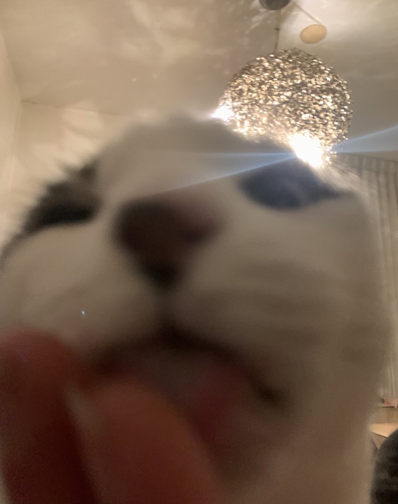 ⚠️The licking oval