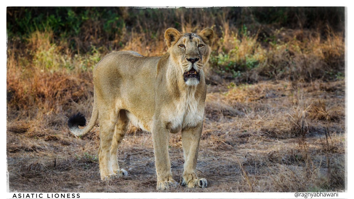 ragnyabhawani's tweet photo. Suprabhat 🙏
Asiatic #Lioness
#Gir #Sasan
#BirdsSeenIn2026
#IndiAves #natgeoindia
@bahutbadadanda @Devahoothi @sanshali1 @ClimbhiKc @Krishnaa_Murari @NatureIn_Focus https://t.co/5nnNWt7B0Z