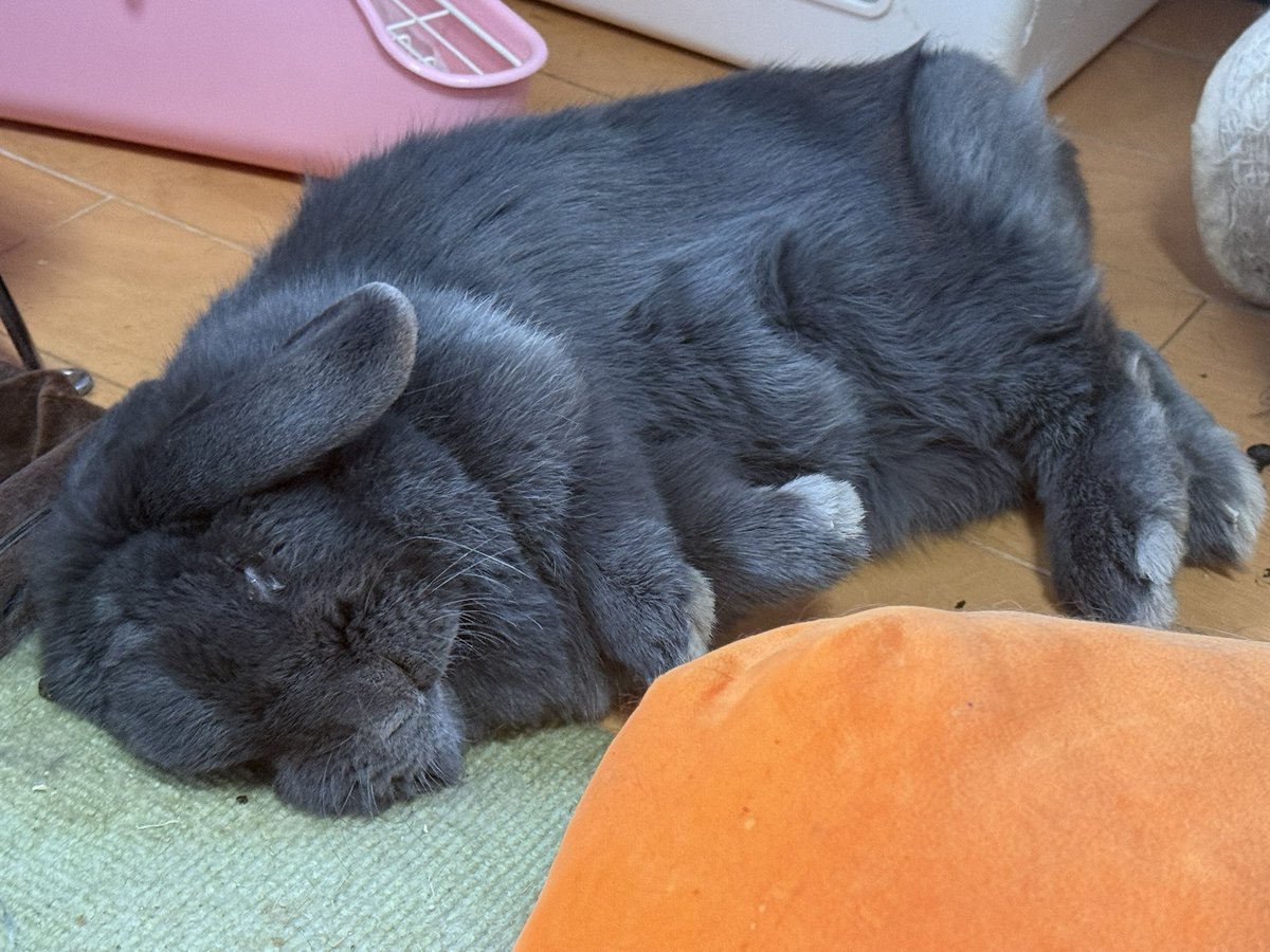 rabbitmiltty's tweet photo. #うさぎ好きさんと繋がりたい
#バニーズエンターテインメント
#うさぎのいる暮らし　#みるてぃ
#ホーランド

すーゃすーゃ
完全なる爆睡 https://t.co/EmnX608cum