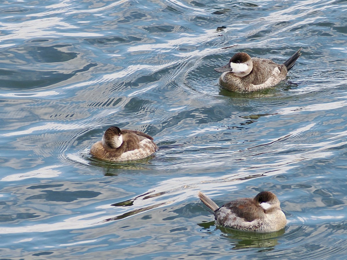 mawgdn's tweet image. Three Ruddy #Ducks, two of them sleeping #3sDay #birdwatching #BirdsSeenIn2026 Hudson River Waterfront Walkway at Bayonne 2/12/26