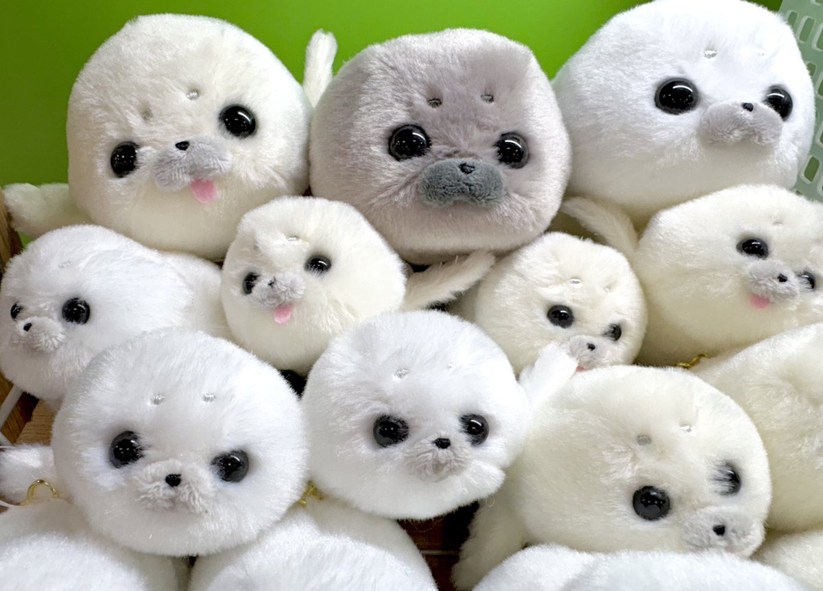 アミューズ AMUFUN【公式】 tweet media