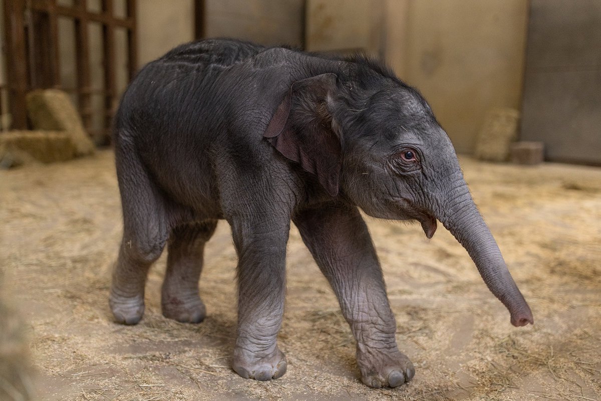 The zoo posted a very detailed update on her today.

The level of care and love being given to this baby elephant is so refreshing and honestly needed in times like these.

It's literally a family of elephants figuring out and adjusting to life with a new baby.

"We are already